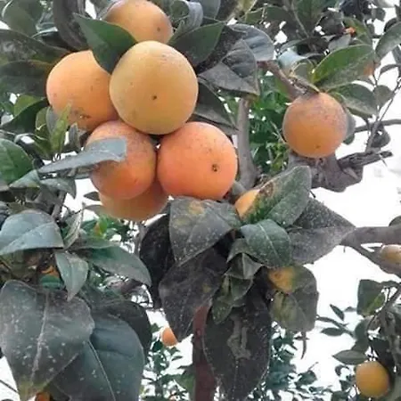 Naranja Con Piscina Urb El Paraiso Apartment